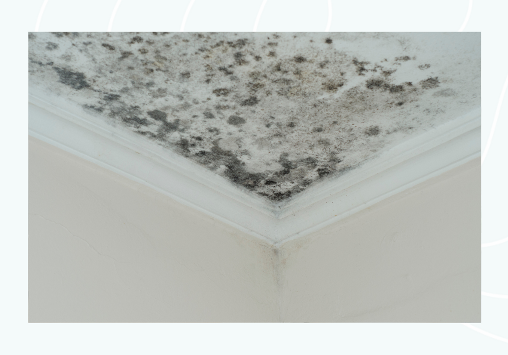 Mold and indoor air quality inspection