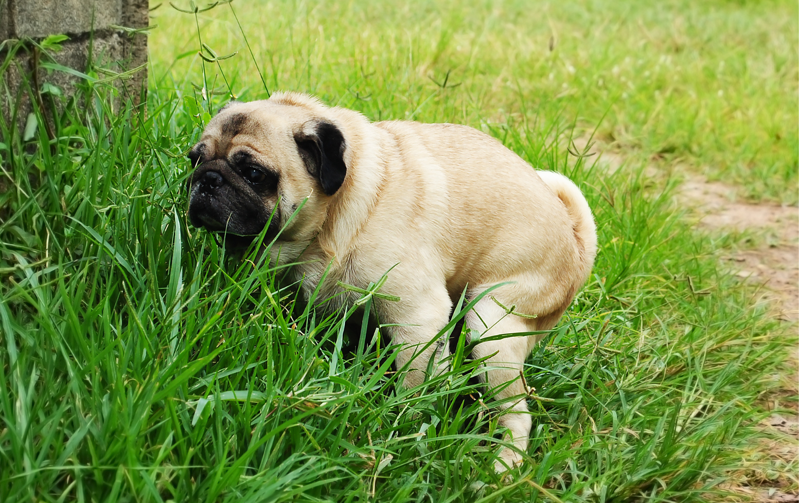 dog poo removal services near me in new orleans