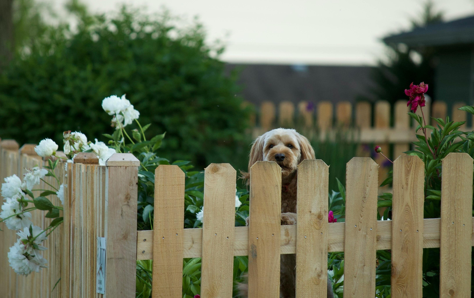 old fence removal and disposal